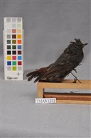 藏品(鉛色水鶇)的圖片